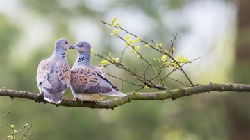 Aπαγορεύεται το κυνήγι του τρυγονιού