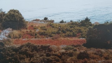 Διαμαρτυρία κατοίκου Καστελλορίζου για τα αδέσποτα αιγοπρόβατα