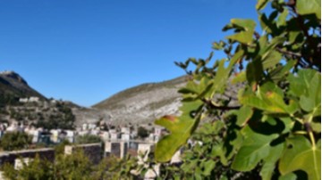 Κυρ. Χονδρός: Φρούτα του Καστελλορίζου, στα παρελθόντα χρόνια