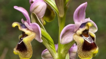 Οφρύς η ροδία (Ophrys rhodia), κοινώς φρύδι της Ρόδου,  ορχιδέα της Ρόδου, αρσενικοβότανο, σερνικοβότανο κ.λπ.