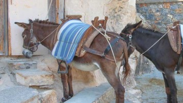 Τα γαϊδουράκια της Λίνδου