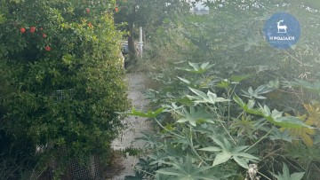 Πλούσια βλάστηση στα... πεζοδρόμια της πόλης μας