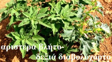 Συνεχίζονται οι έλεγχοι για το διαβολόχορτο και οι κατασχέσεις χορταρικών