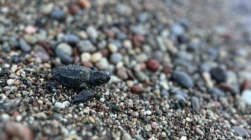 Ρόδο: Μικρό χελωνάκι βρήκε τον δρόμο προς τη ζωή