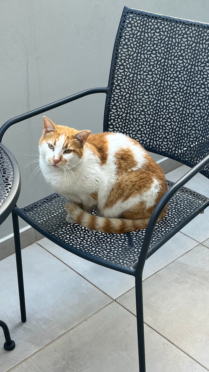 «Αυτός ο γάτος με το σημάδι καρδιάς εμφανίστηκε ακριβώς μετά από έξι ώρες κλάματος — και τα δάκρυα σταμάτησαν αμέσως.»