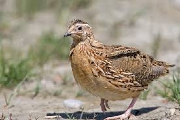 Ορτύκια. Quails.