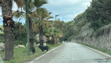 Κατσίκια βόσκουν σε μια από τις κεντρικές εισόδους της πόλεως Ρόδου - Τι επισημαίνει με ανάρτησή του ο δικηγόρος κ. Χρ. Μαλιαράκης