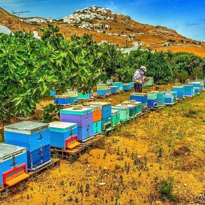 Μέλι άγριας λεβάντας & θυμαριού “Μελισσώνας Διαμαντή” (Σέριφος)