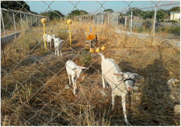 Εντός της περίφραξης του α/δ κινούνται και ζώα!