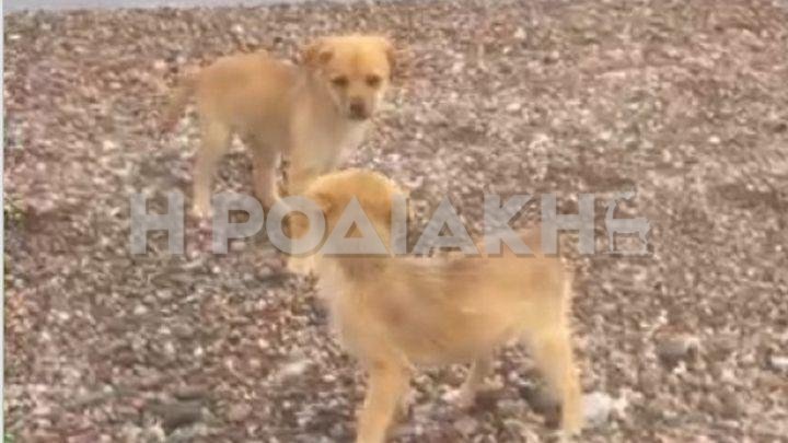 Τα δύο κουτάβια που περιφέρονταν στην παραλία της Καλάθου
