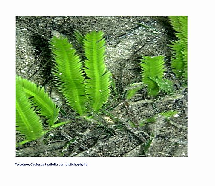 Το φύκος Caulerpa taxifolia  var. distichophylla